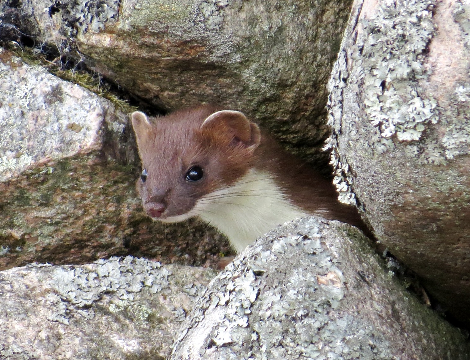 Image of a Stoat peeking out of a drystone wall.