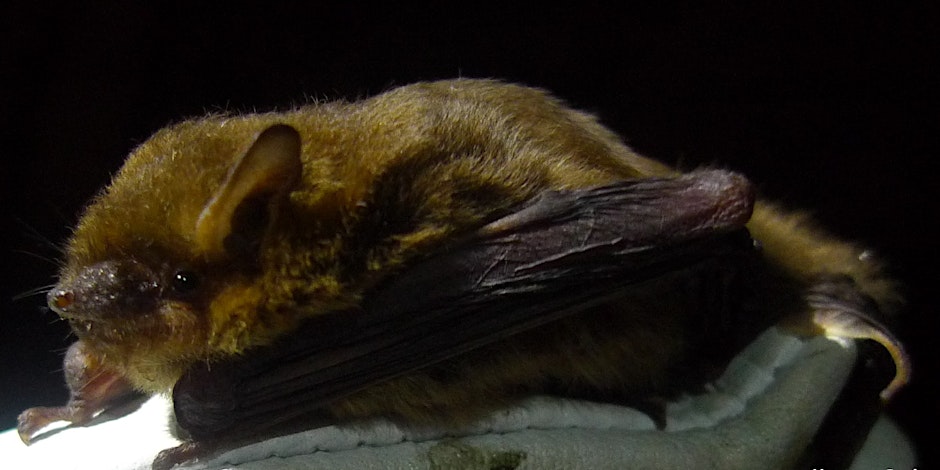 Bat Walk at Haddo&nbsp;House